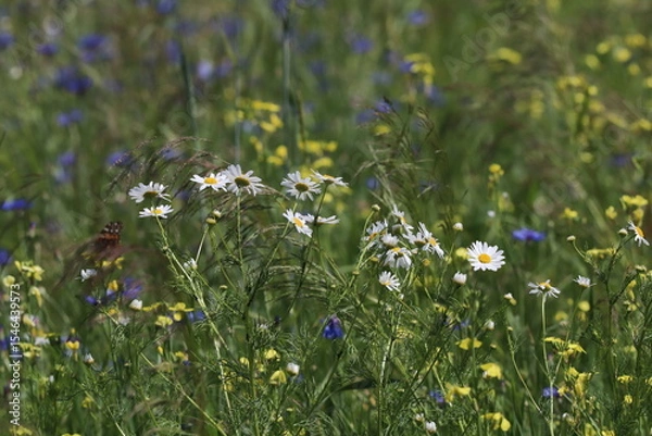 Fototapeta field of flowers