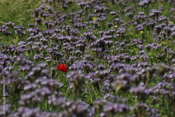 Fototapeta a single poppy against a background of purple flowers