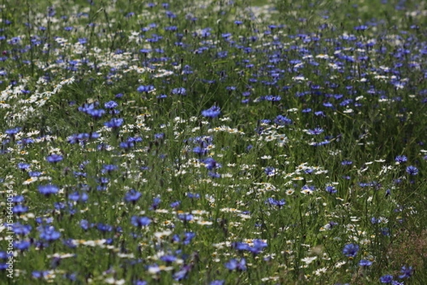 Fototapeta a field of cornflowers and chamomiles