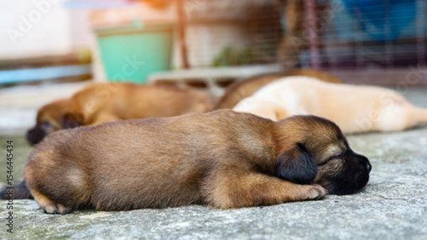 Fototapeta A small brown puppy is sleeping soundly on the floor.