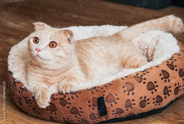 Fototapeta A Munchkin cat with short legs and floppy ears