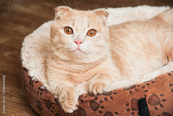 Fototapeta A Munchkin cat with short legs and floppy ears