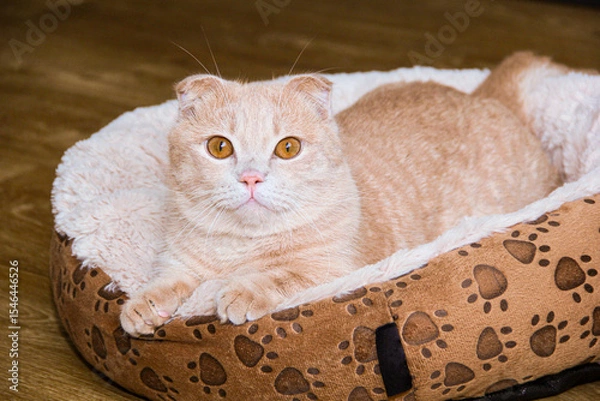Fototapeta A Munchkin cat with short legs and floppy ears