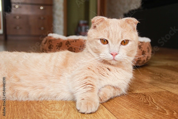 Fototapeta A cute Munchkin cat is relaxing on the couch