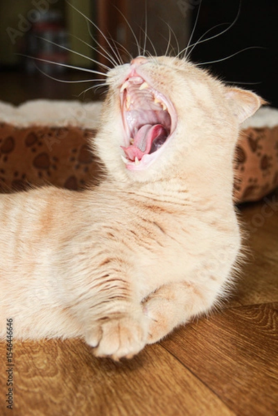 Fototapeta The red-haired Munchkin cat yawns widely