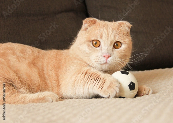 Fototapeta Cute red-haired Munchkin cat playing with a ball