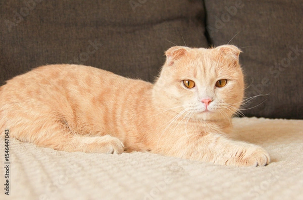 Fototapeta A cute Munchkin cat is relaxing on the couch