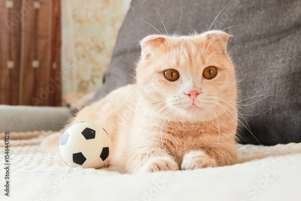 Fototapeta Cute red-haired Munchkin cat playing with a ball