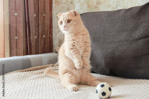 Fototapeta Cute red-haired Munchkin cat playing with a ball
