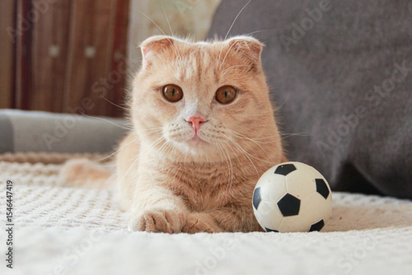 Fototapeta Cute red-haired Munchkin cat playing with a ball