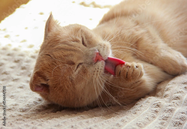 Fototapeta A cute Munchkin cat is relaxing on the couch