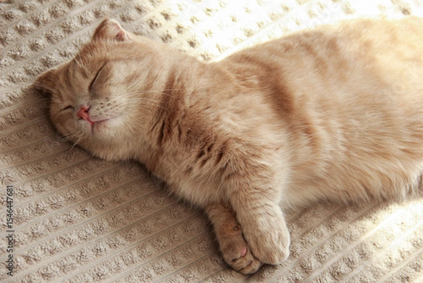 Fototapeta A cute Munchkin cat is relaxing on the couch