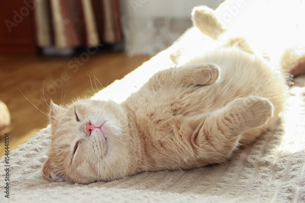 Fototapeta A cute Munchkin cat is relaxing on the couch