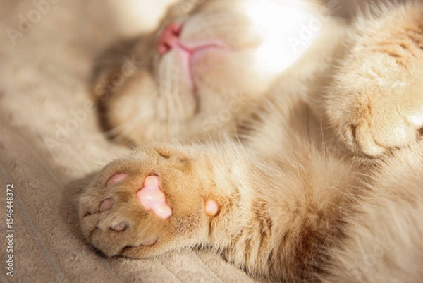 Fototapeta Cat's paws and nose close-up. Cute photo of a Munchkin cat