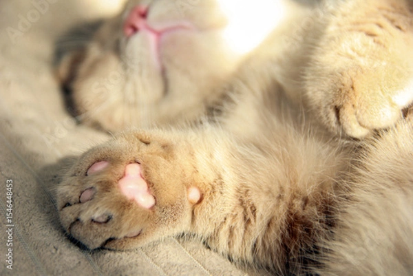 Fototapeta Cat's paws and nose close-up. Cute photo of a Munchkin cat