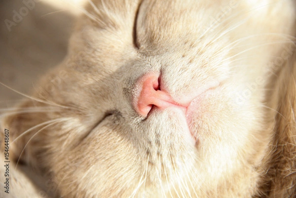 Fototapeta Cat's paws and nose close-up. Cute photo of a Munchkin cat