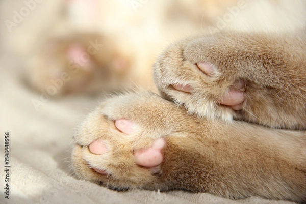 Fototapeta Cat's paws and nose close-up. Cute photo of a Munchkin cat