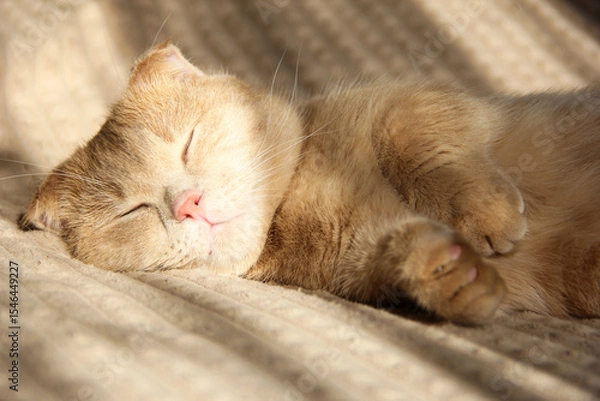 Fototapeta A cute Munchkin cat is relaxing on the couch