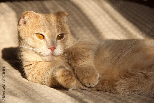 Fototapeta A cute Munchkin cat is relaxing on the couch