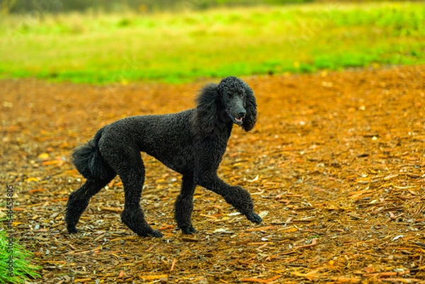 Fototapeta 2024-11-17 A BLACK COLORED STANDARD POODLE WITH BRIGHT EYES WALKING ACROSS A OPEN SPACE AT A OFF LEASH DOG AREA IN MARYMOOR PARK IN REDMOND WASHINGTON