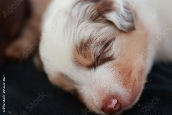 Obraz Puppy is sleeping on a black blanket