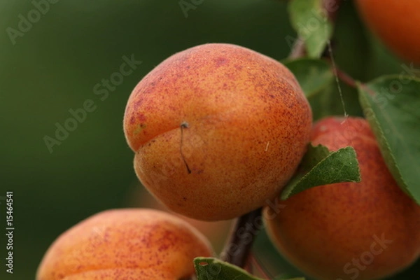 Fototapeta abricot