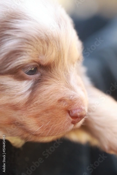 Obraz Puppy with a black nose and brown fur