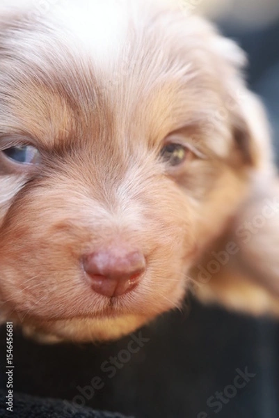Obraz Cute puppy with a pink nose and blue eyes