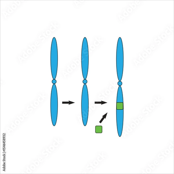 Obraz Chromosomal insertion A Visual Guide to structural abnormality