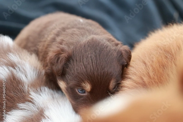 Obraz Brown puppy is sleeping on a bed with a white puppy