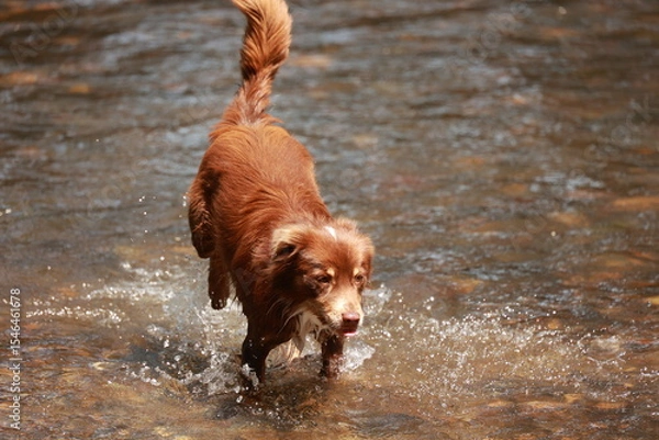 Obraz Brown dog is running through a stream of water