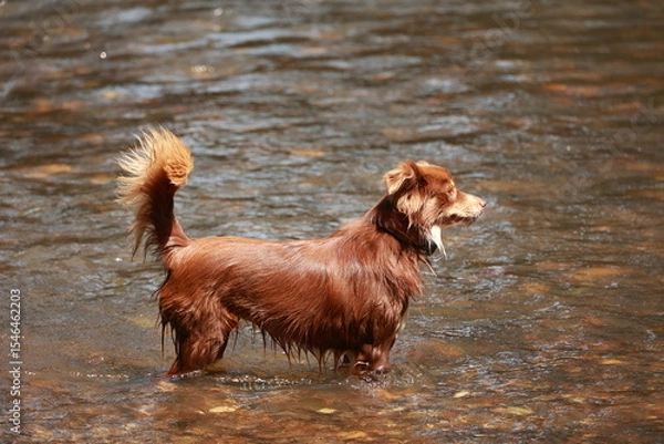 Obraz Dog is standing in a river with its tail wagging