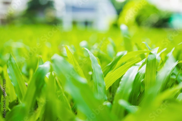 Fototapeta Close-up shot of bright green grass filling the frame. The sharp image reveals the fresh natural texture with a soft background that is bathed in morning sunlight.