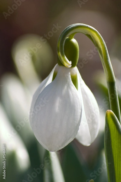 Obraz schneeglöckchen
