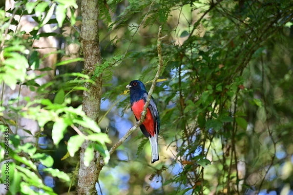 Fototapeta surucua variado