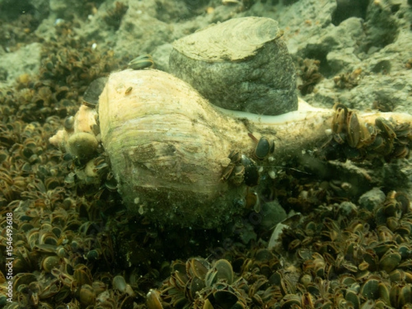 Obraz Channeled Whelk