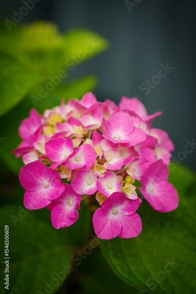 Fototapeta Pink hydrangea flower petal clusters in close-up, set against softly blurred backgrounds
