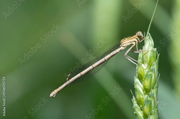 Fototapeta Close-up of a female blue damselfly (Platycnemis pennipes) sitting on an unripe ear of wheat. The background is green with space for text.