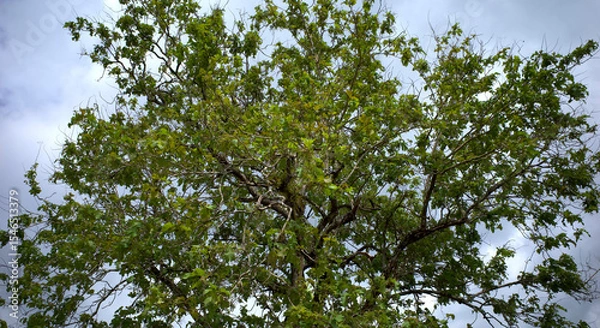 Fototapeta A giant teak tree canopy in the forest with cloudy sky background