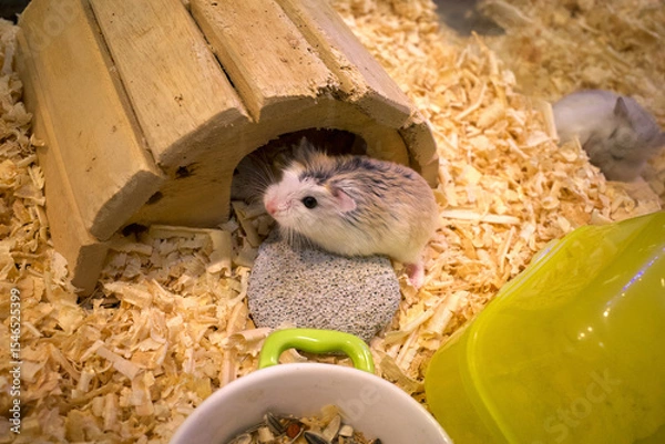 Fototapeta Adorable Roborovski Dwarf Hamsters, cute hamsters peeking out of their house