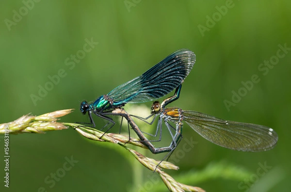 Fototapeta Close-up of two damselflies (Calopteryx) forming a heart with their bodies on a flowering blade of grass. The dragonfly ring is used for mating. The insects are against a green background