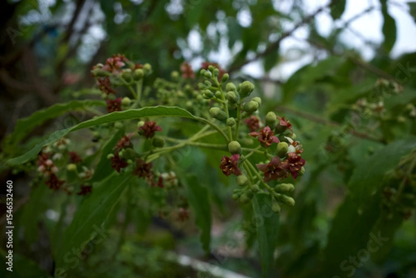 Fototapeta Indian sandalwood red flowers, Santalum album, one of the most expensive plants in the world, very famous for its fragrance