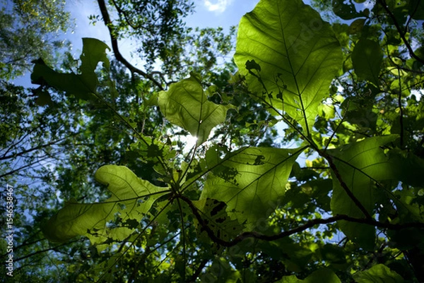 Fototapeta Teak (Tectona grandis) green leaves eaten by caterpillars and grasshoppers