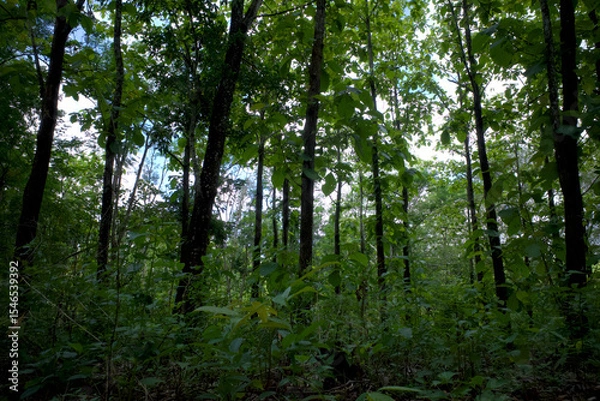 Fototapeta Teak trees (Tectona grandis) forest plantation in Gunung Kidul, Yogyakarta, Indonesia