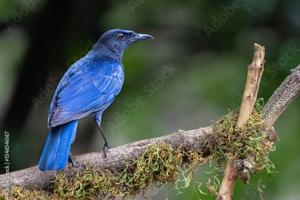 Obraz Malabar-Whistling thrush