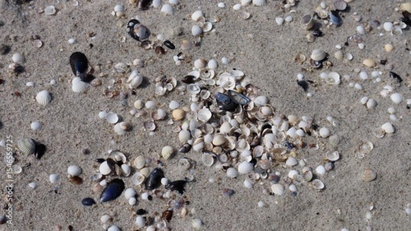 Fototapeta Close-up of seashells scattered on sandy beach. Natural marine background with different types of shells, creating a peaceful coastal scene.