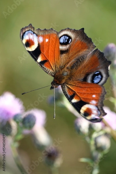 Obraz Tagpfauenauge (Aglais io) auf einer Distelblüte sitzend