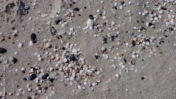 Fototapeta Seashells and fragments of marine life scattered across the golden sand. A natural composition capturing the beauty of a quiet seaside moment.