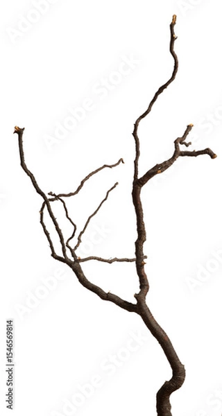 Fototapeta Bare branch without leaves or root on isolated background. Dry tree in winter or during drought.