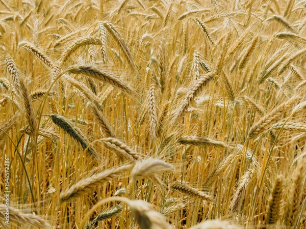 Fototapeta Dense field of golden wheat in full ripeness during a warm summer day. The image captures tightly packed cereal spikes gently bending under their weight, symbolising agricultural abundance.